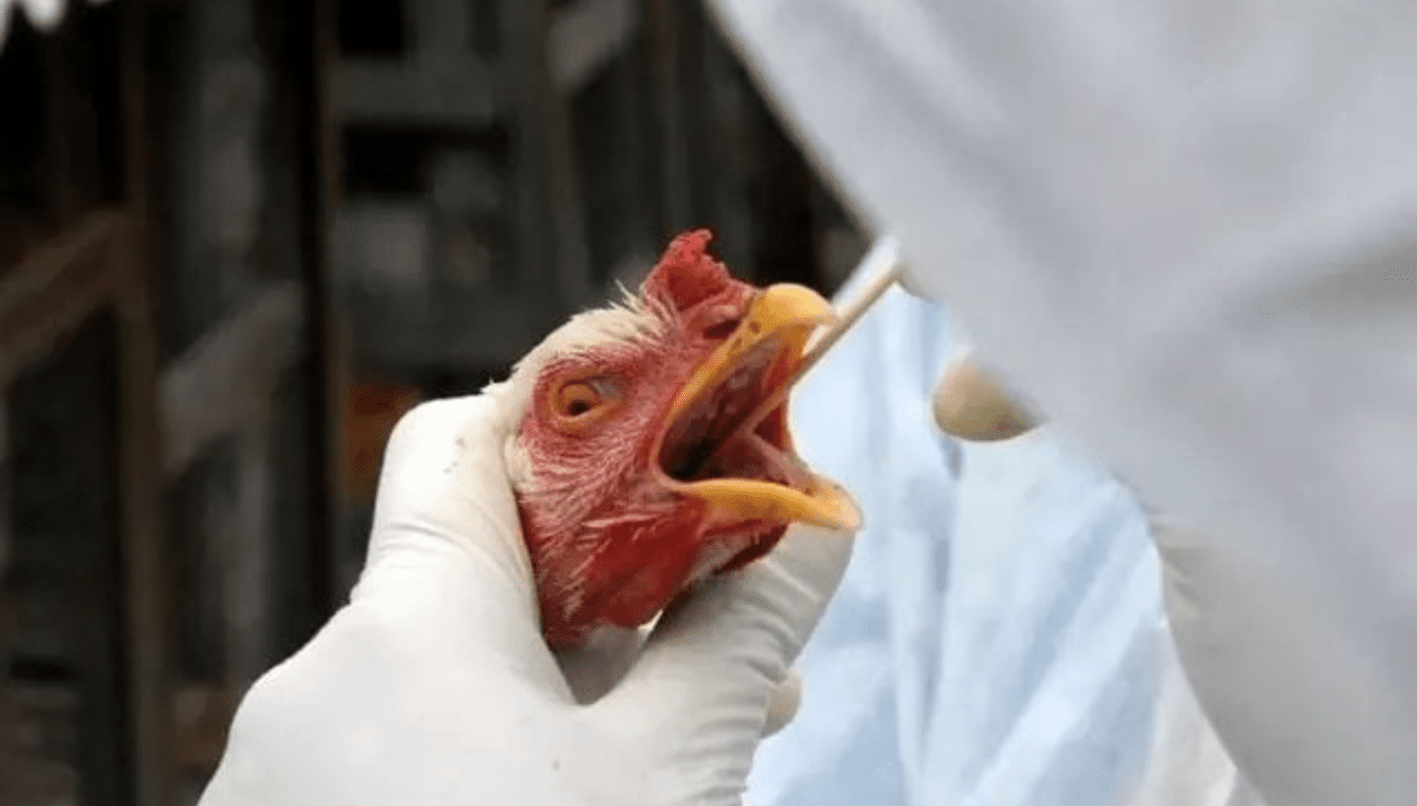 Holanda Abate 161 Mil Frangos e Eslováquia Registra Surto