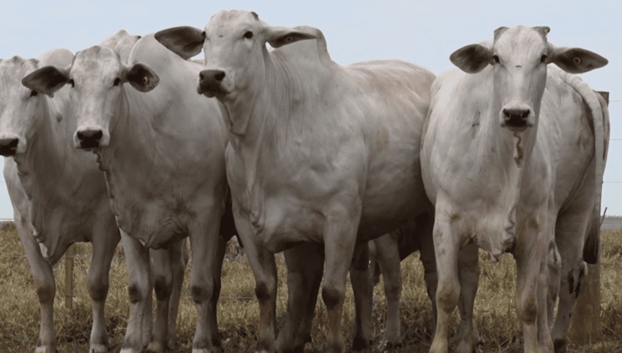 Boi Gordo Fecha em Alta com Atenção a Agenda nos EUA