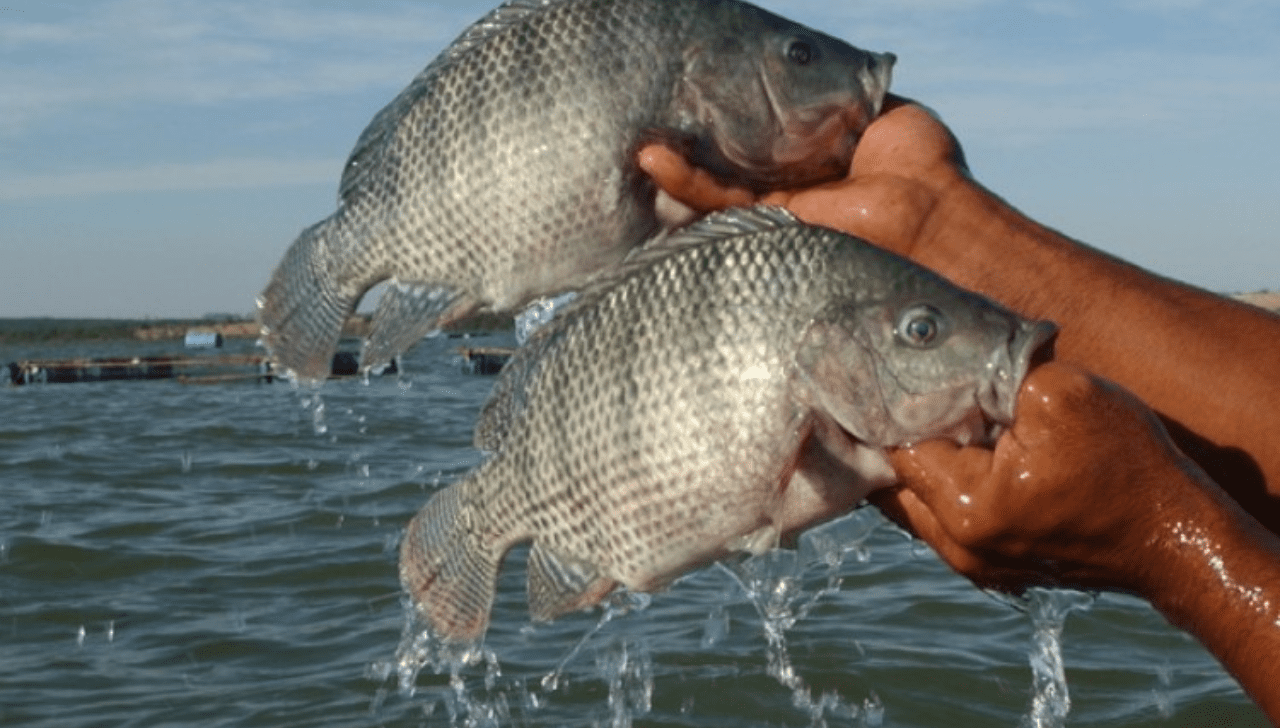 Brasil Avalia Exportar Mais Tilápia para EUA e Europa