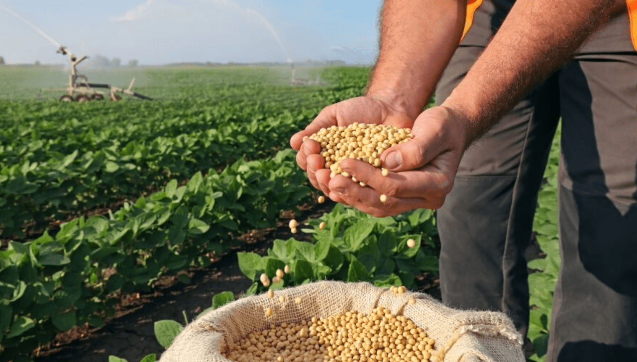 O Sussurro nos Corredores de Chicago: Por Que a Soja Disparou e se a Festa Vai Continuar