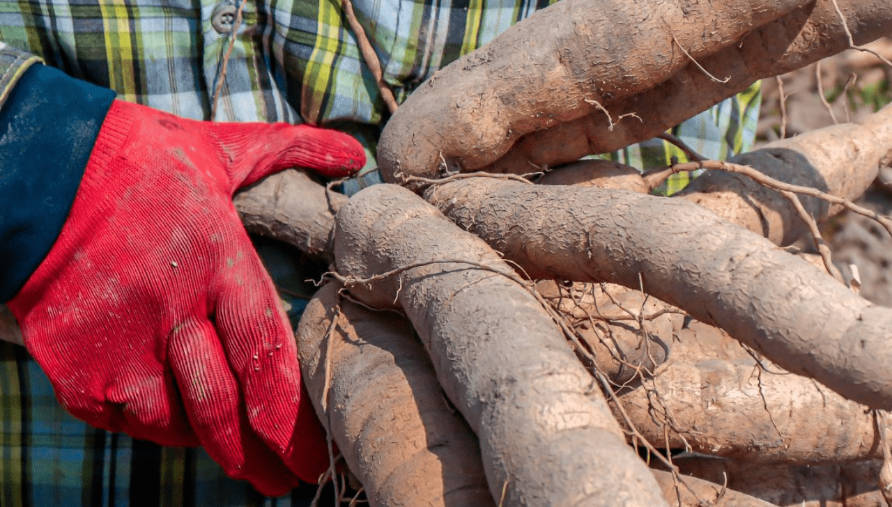 Preço da Mandioca Sobe Pela Oitava Semana