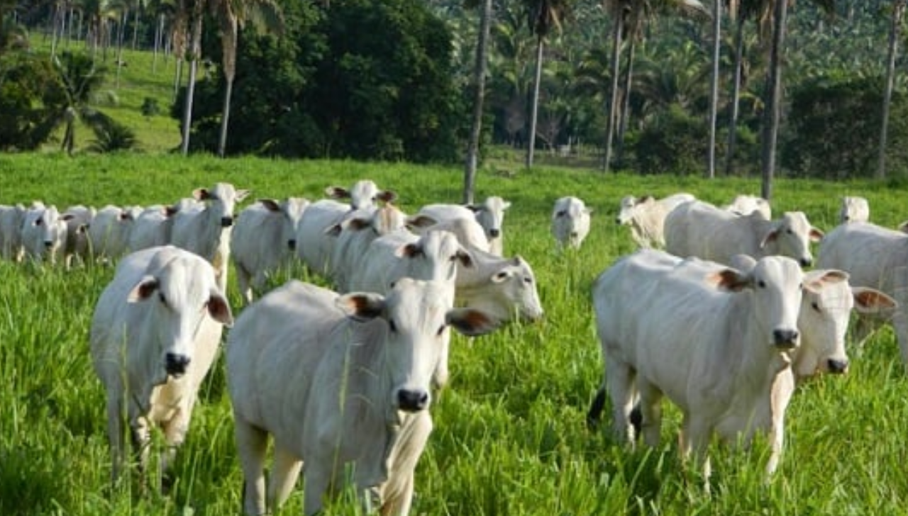 Preço do Boi Gordo Sobe com Demanda e Exportações