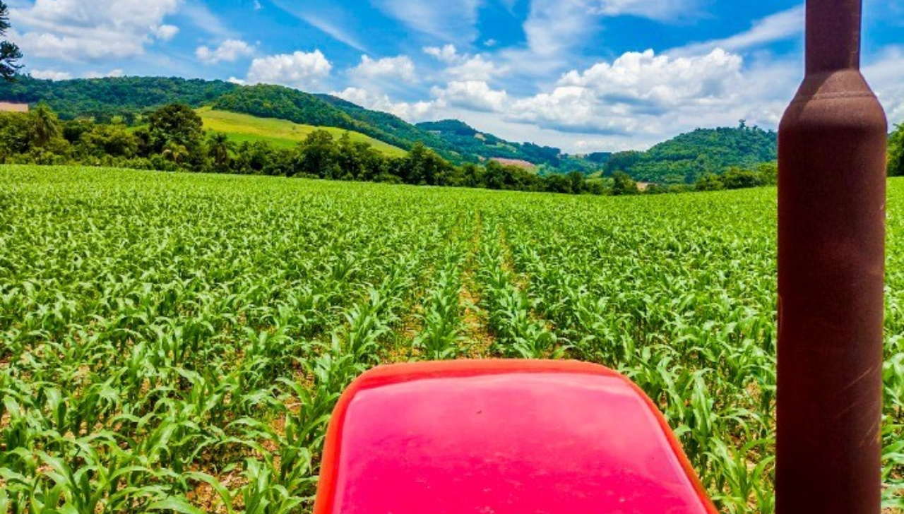 Plantio de Milho de Verão Ultrapassa 90% no Paraná