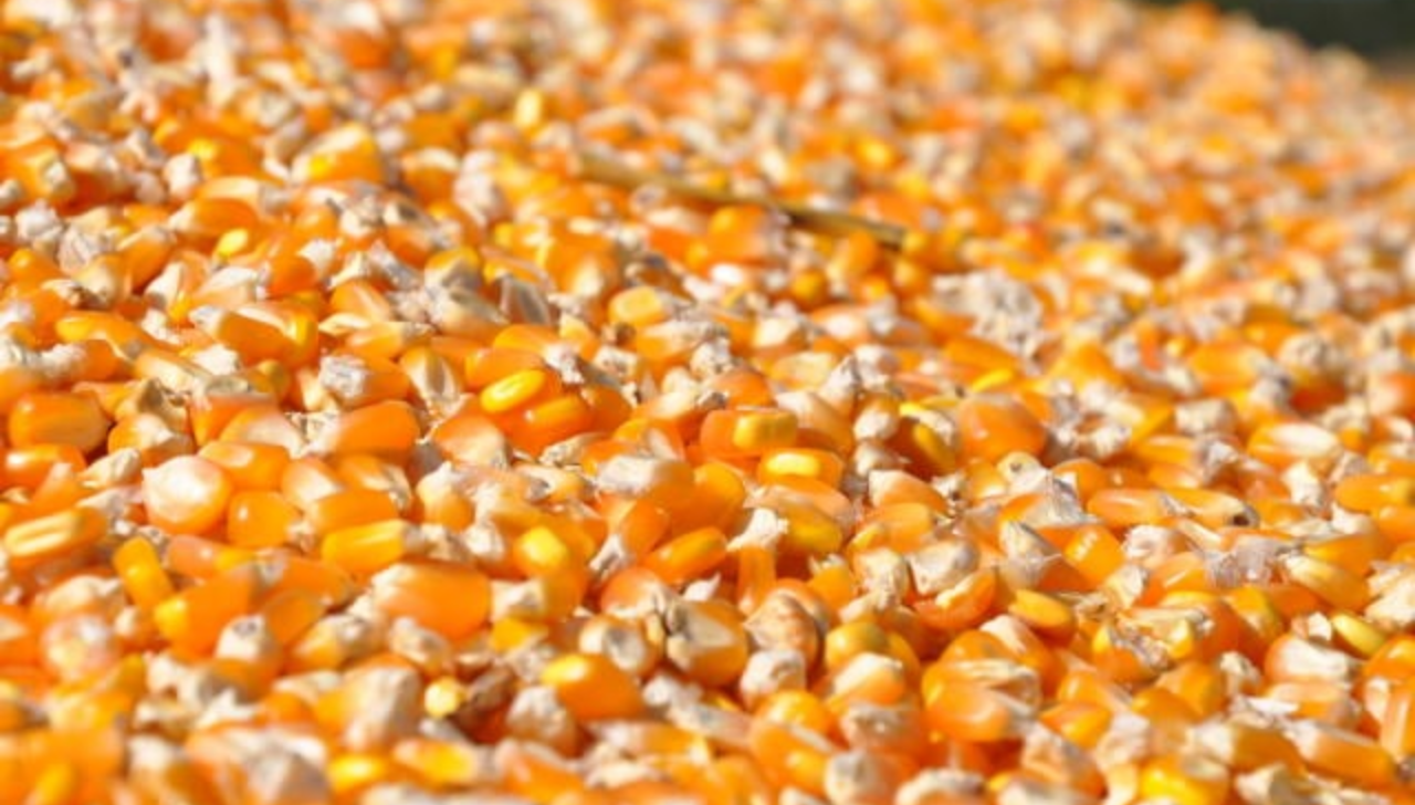 Conab Investe R$ 5 Milhões Em Armazém De MT