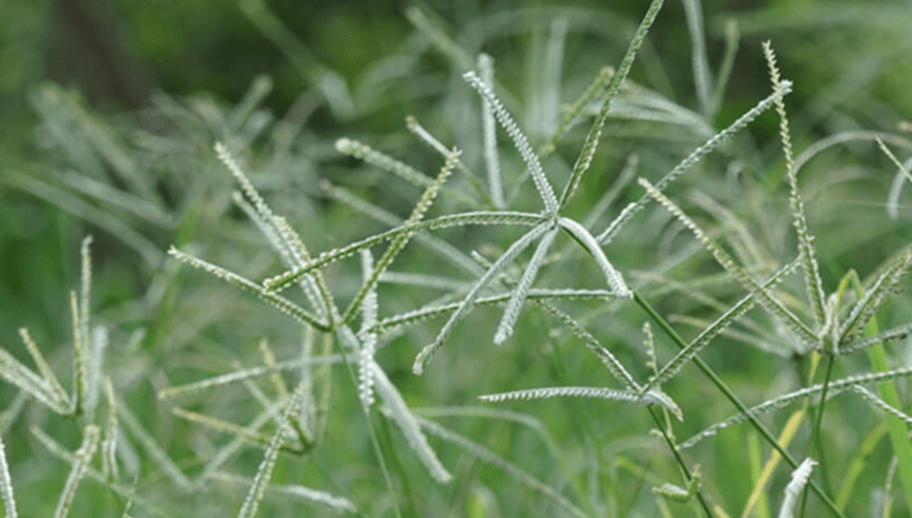 Capim-Pé-De-Galinha Ameaça Soja Com Perdas De 50%