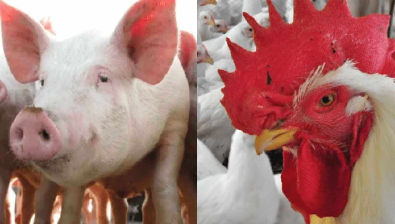 Competitividade Da Carne Suína Supera A Do Frango