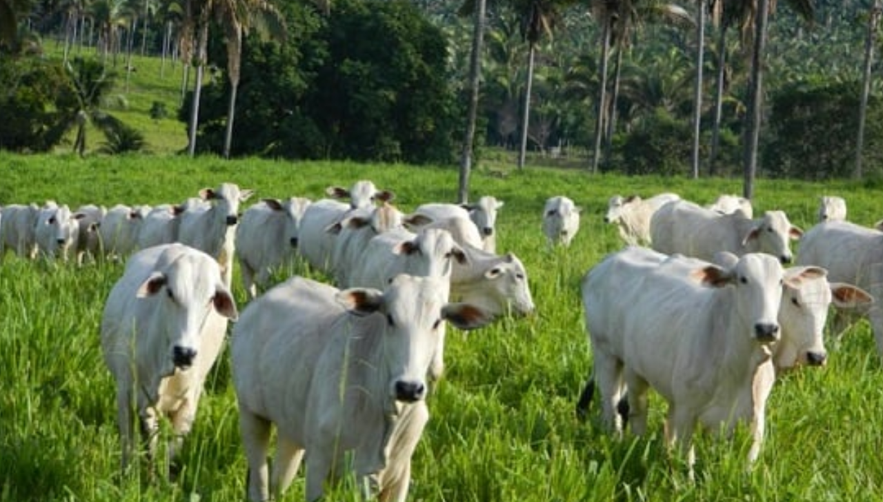 Escalas Curtas e Consumo Aquecido Elevam Cotação do Boi Gordo