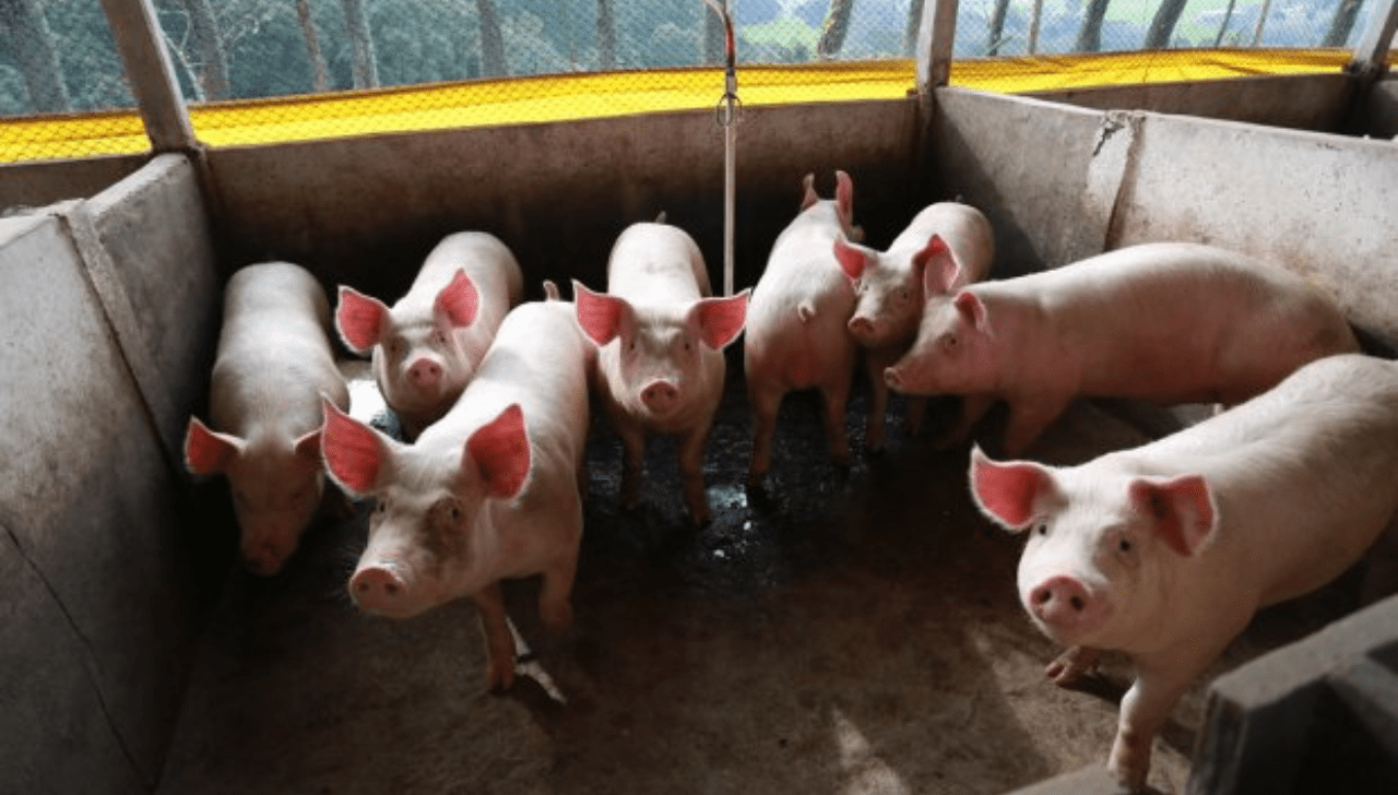 Exportações de Carne Suína Alcançam Recorde em Setembro