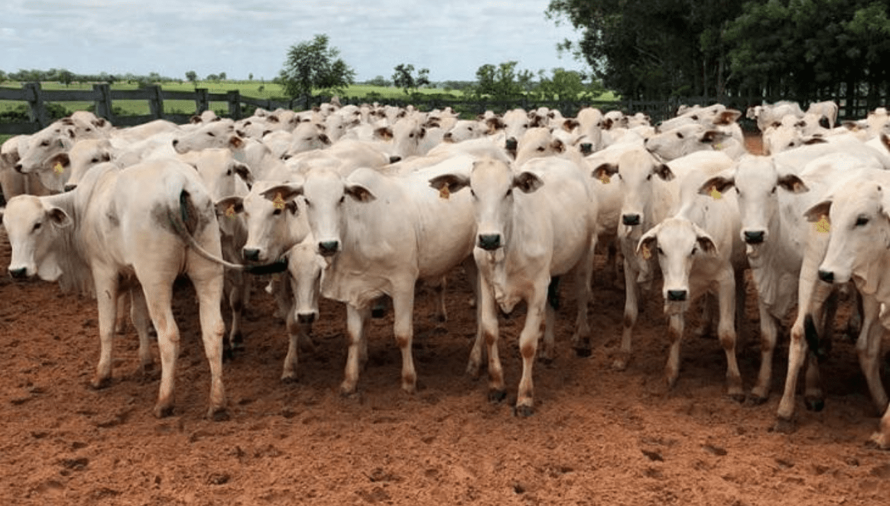Boi Gordo Sobe em MT e Atacado Mantém Firmeza
