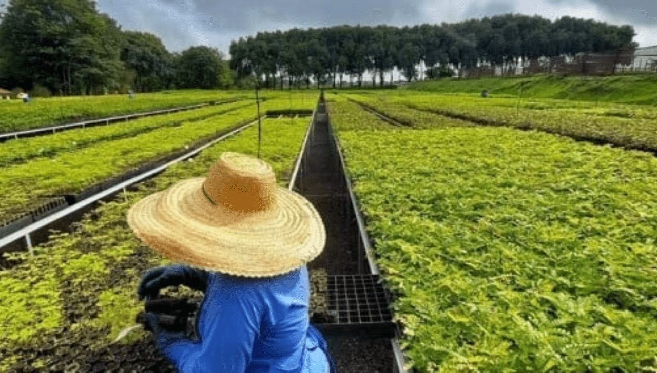 Re.green Mira Recuperar 1 Milhão de ha na Amazônia e Mata Atlântica