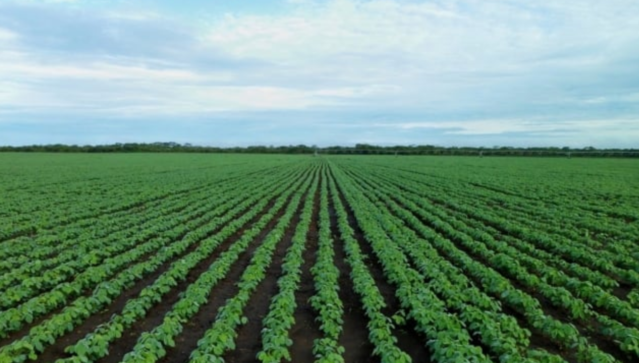 Tocantins Espera Chuvas Para Iniciar Plantio de Soja
