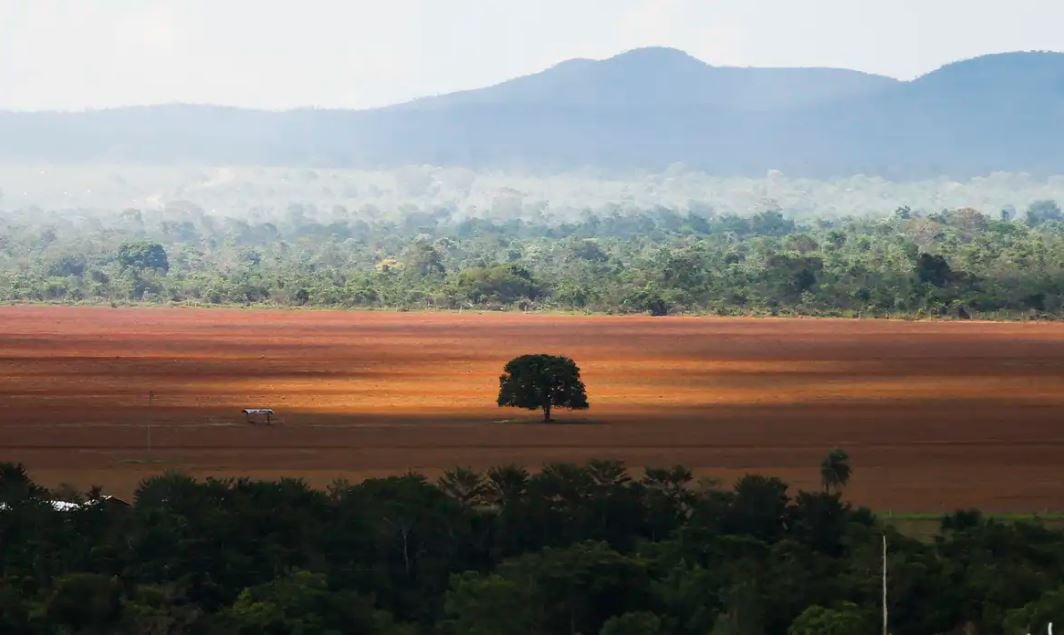 Cerrado: 25% dos Municípios Mantêm Menos de 20% da Vegetação - Imagem do artigo original