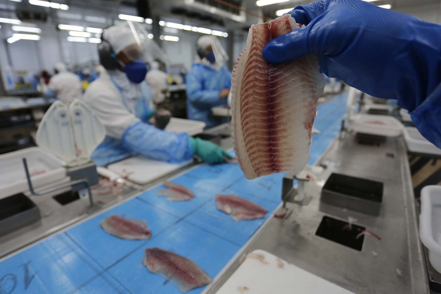 Consumo de Tilápia Deve Crescer 10% ao Ano na Próxima Década - Imagem do artigo original