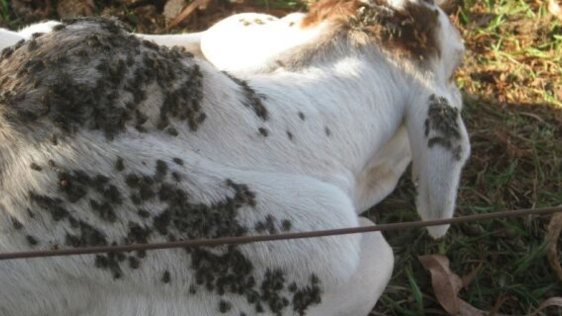 Embrapa Recomenda Manejo Integrado Contra Mosca-dos-Estábulos - Imagem do artigo original