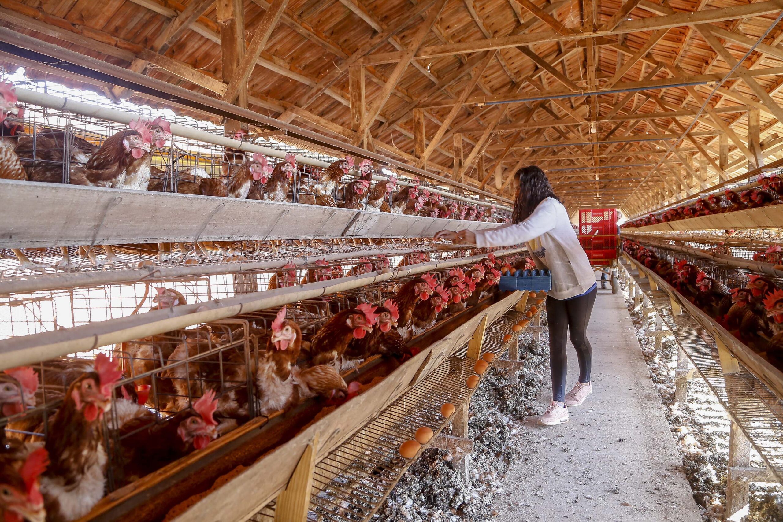 ABPA Lança Movimento Pelo Uso Consciente de Antimicrobianos - Imagem do artigo original