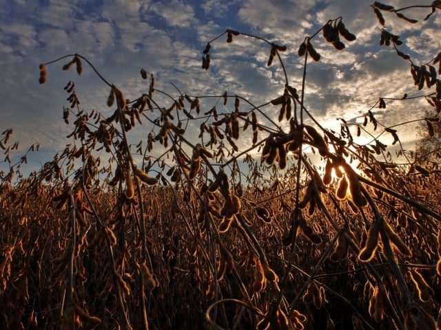 Incerteza Domina Safra de Soja 25/26, Diz Aprosoja - Imagem do artigo original