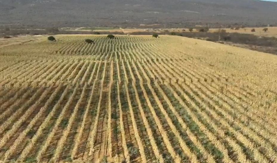 Polícia Civil Desarma Plantio de Maconha em Ibipeba - Imagem do artigo original