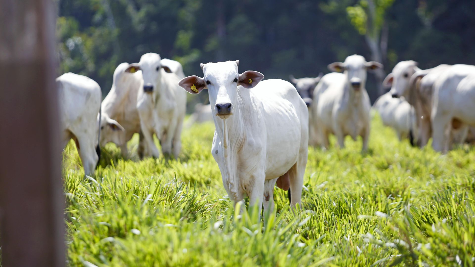 Ibama Exige Regularidade Ambiental de Toda a Fazenda - Imagem do artigo original