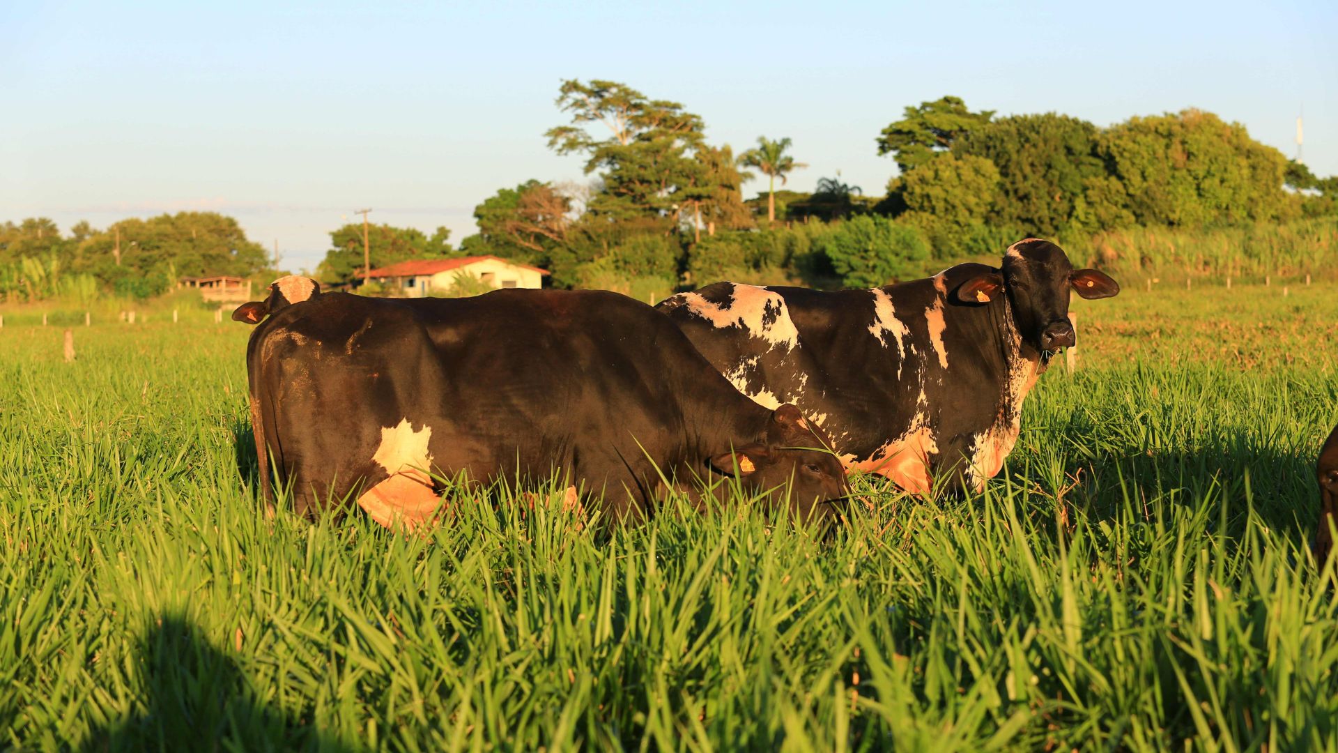 Uso de Sêmen Girolando Sobe 12% no 1º Semestre - Imagem do artigo original
