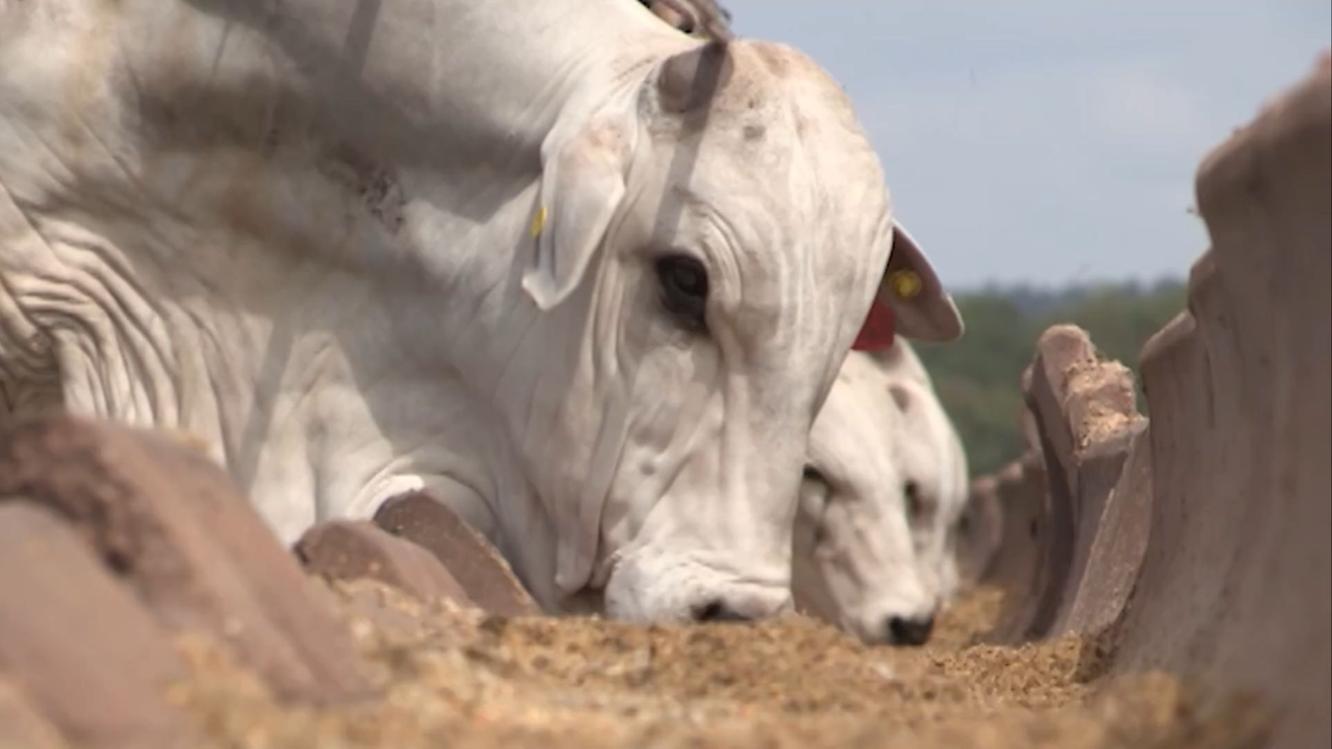 Custos de Confinamento Recuam 7,6% Até Agosto de 2025 - Imagem do artigo original