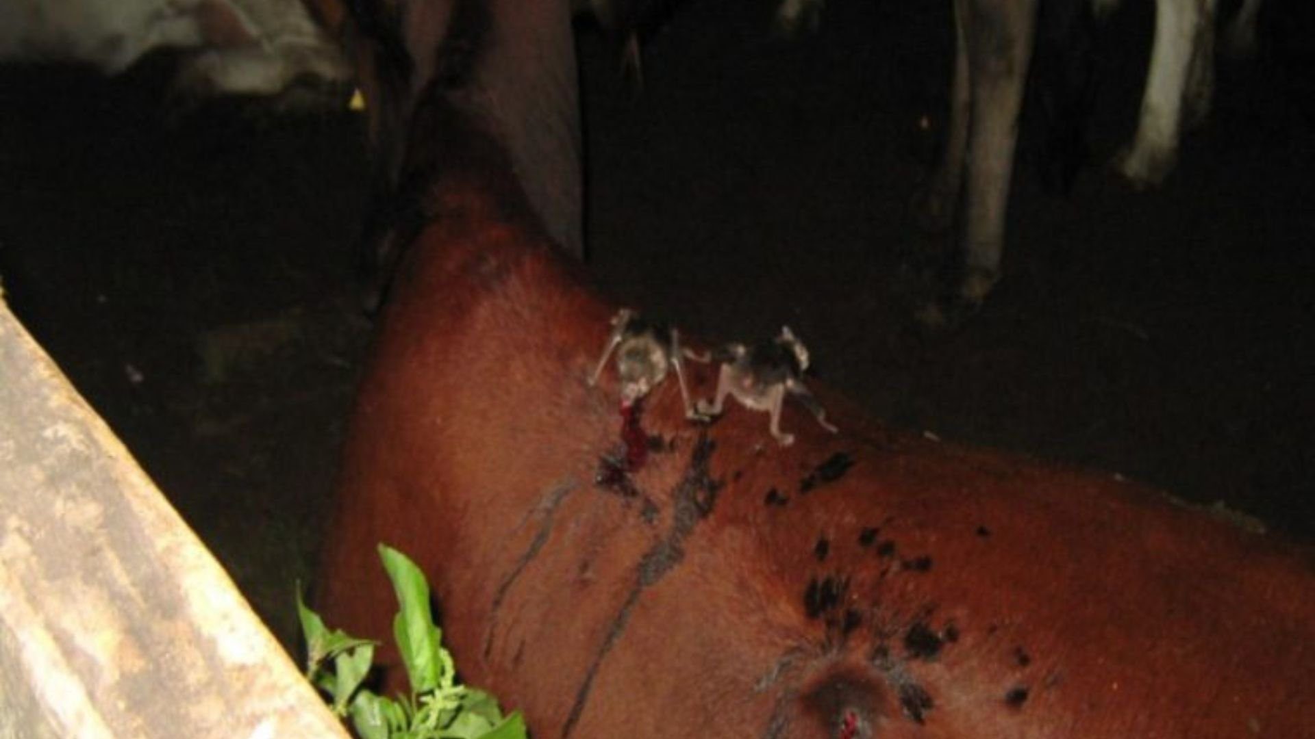 Rondônia Determina Vacinação Após Surto de Raiva Bovina - Imagem do artigo original