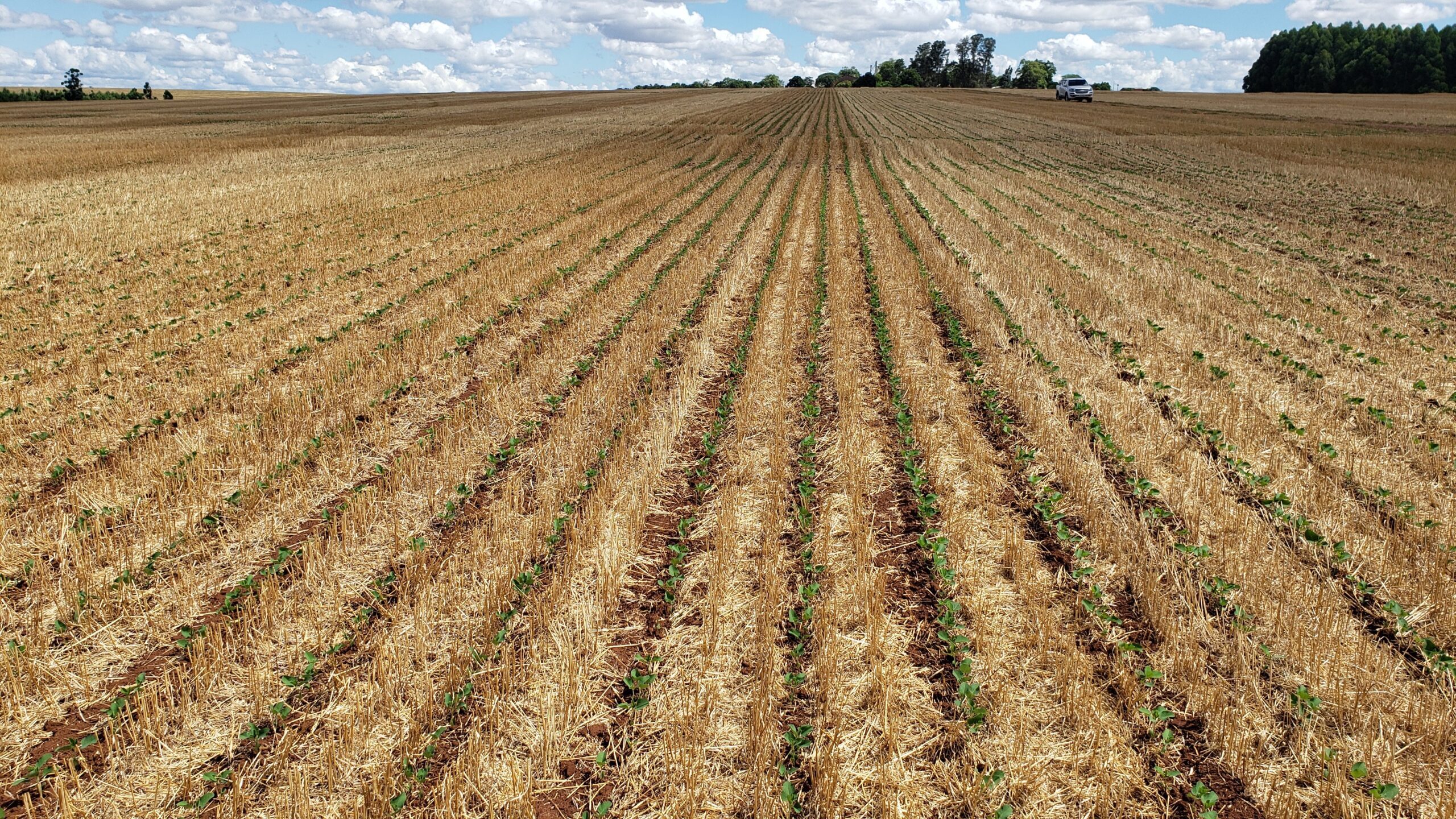 Produtores Abandonam Arrendamentos no RS - Imagem do artigo original