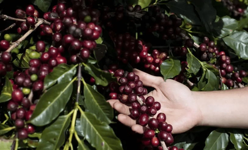 Folhas de Café Geram Nanopartículas Sustentáveis da USP - Imagem do artigo original