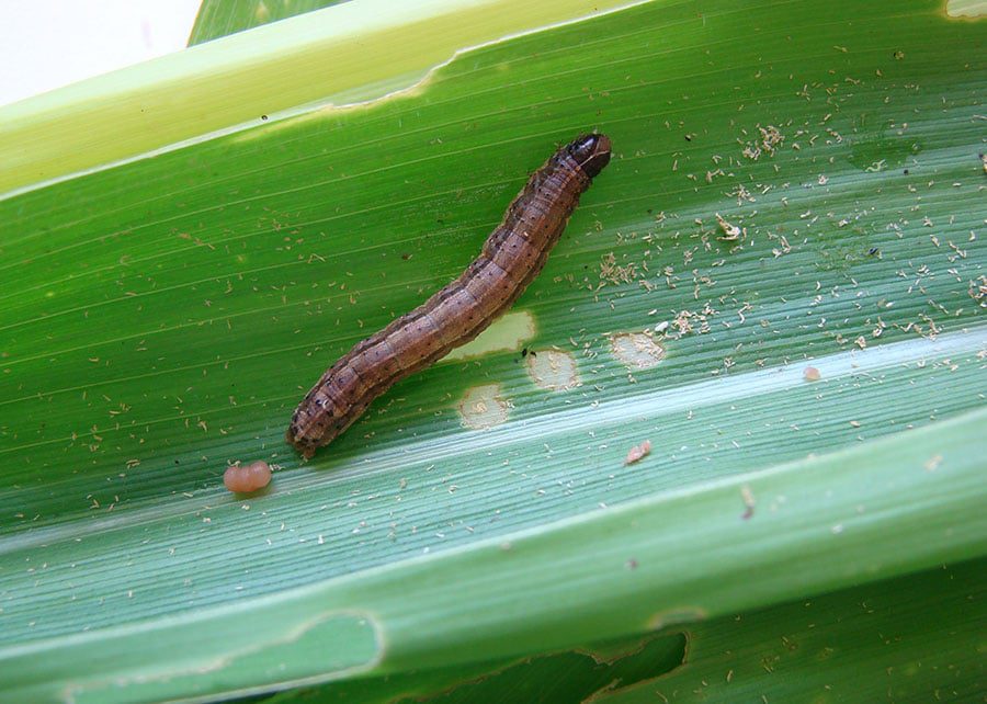 IA da Embrapa Detecta Lagarta-do-cartucho no Milho - Imagem do artigo original