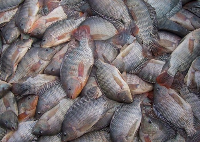 Festival da Tilápia Oferece Peixe a Partir de R$ 14,99