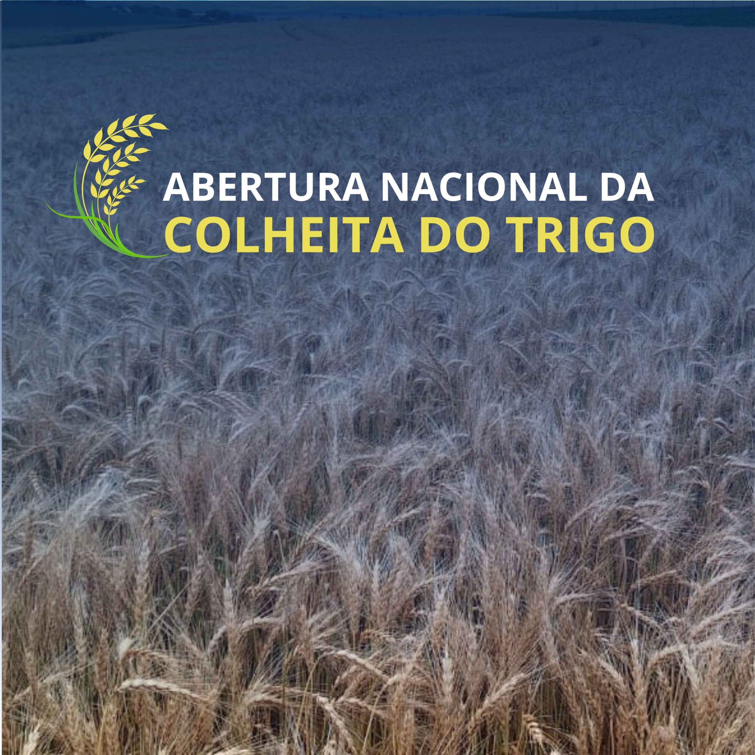 Abertura Nacional da Colheita de Trigo Reúne Setor no RS - Imagem do artigo original