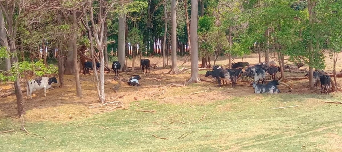 Encontro Rural Discute Sucessão Familiar e Clima em SP - Imagem do artigo original