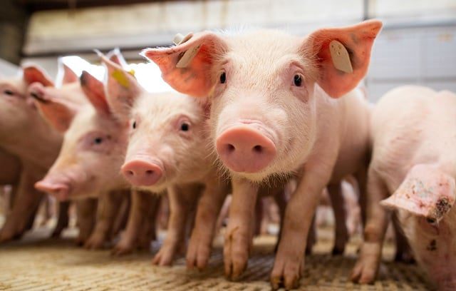 Exportações de Carne Suína Alcançam Recorde em Setembro - Imagem do artigo original