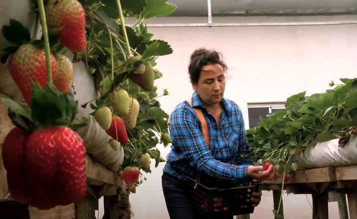 Capacitação Lidera Preferência Para Fortalecer Pequeno Produtor