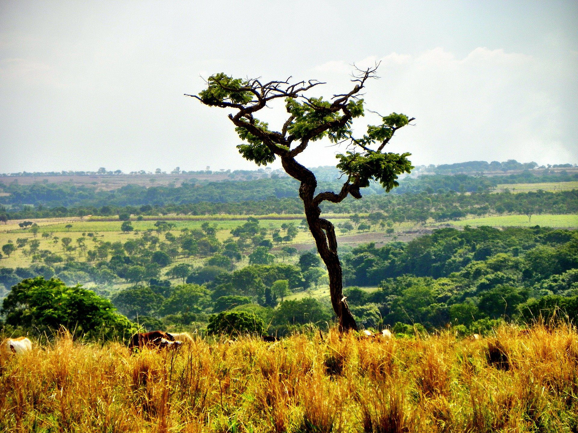 Queimadas Controladas Mantêm Biodiversidade do Cerrado - Imagem do artigo original