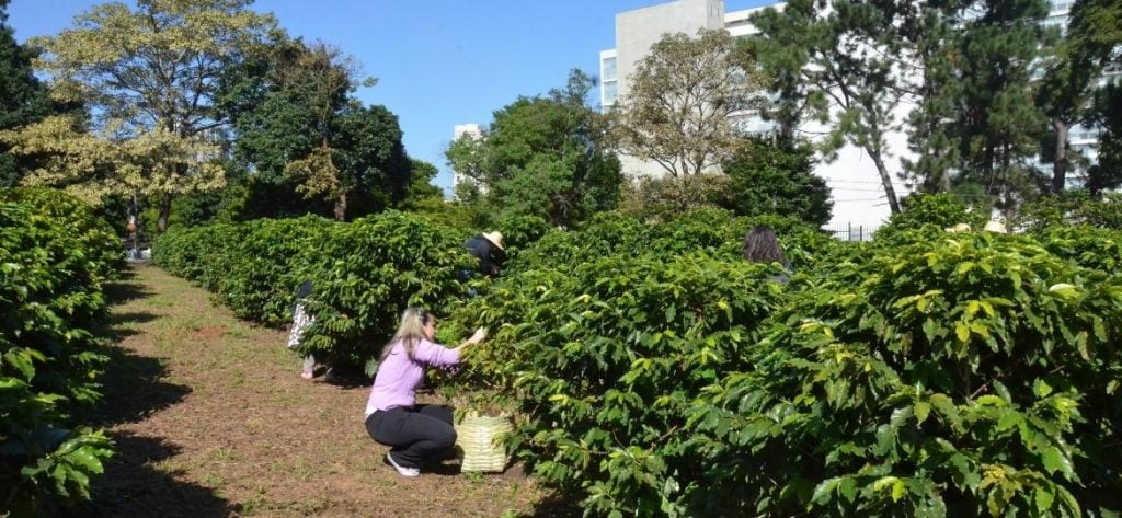 Florada Renova Maior Cafezal Urbano de São Paulo - Imagem do artigo original