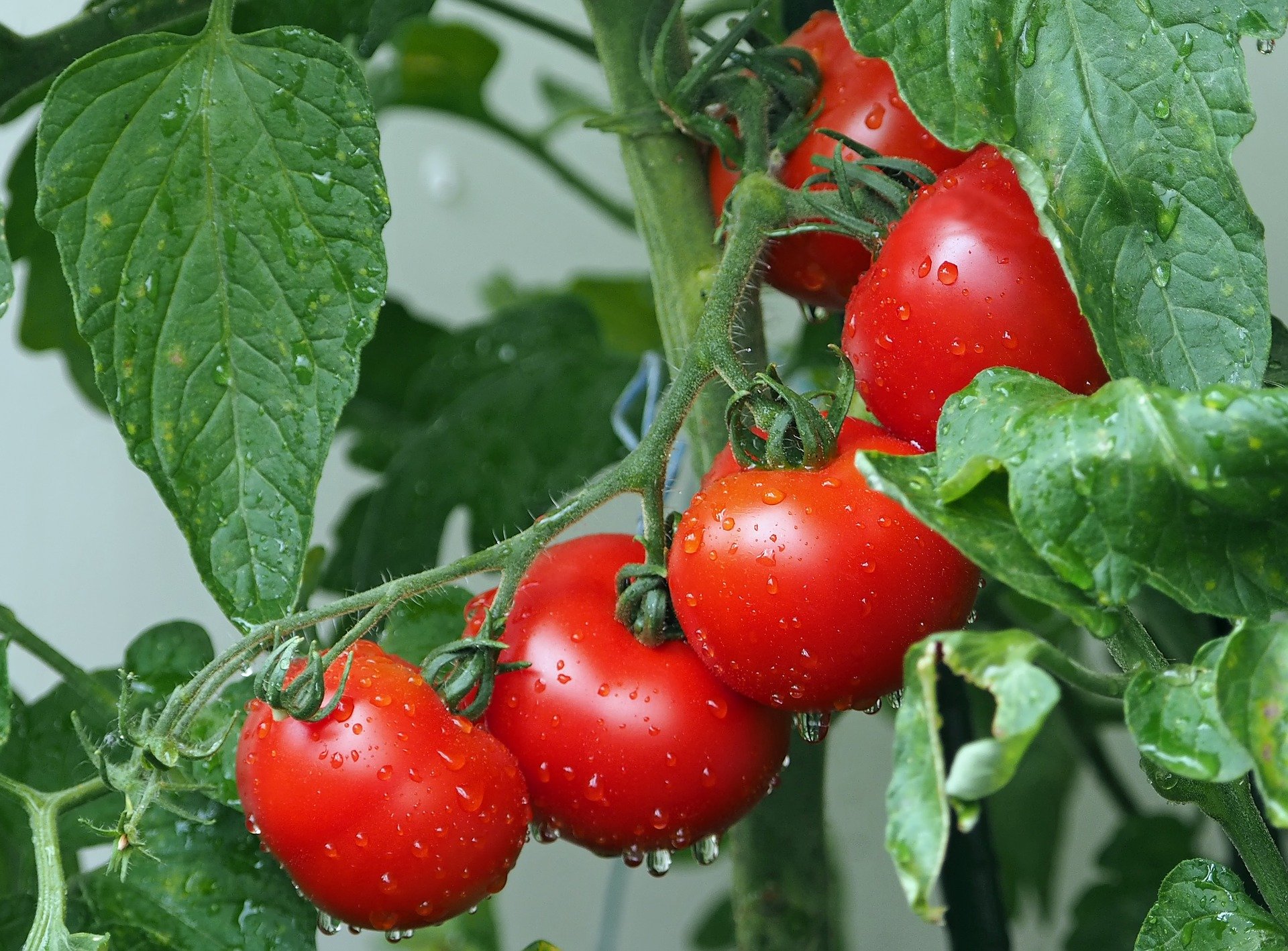Gene de Folha Ereta Promete Reduzir Pragas no Tomate - Imagem do artigo original
