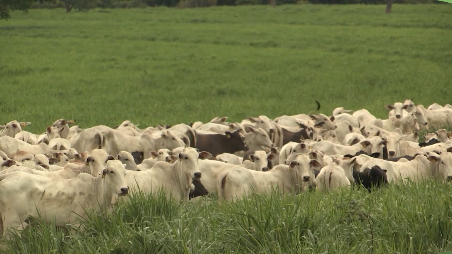Adubação Impulsiona Diferimento e Desempenho do Gado - Imagem do artigo original