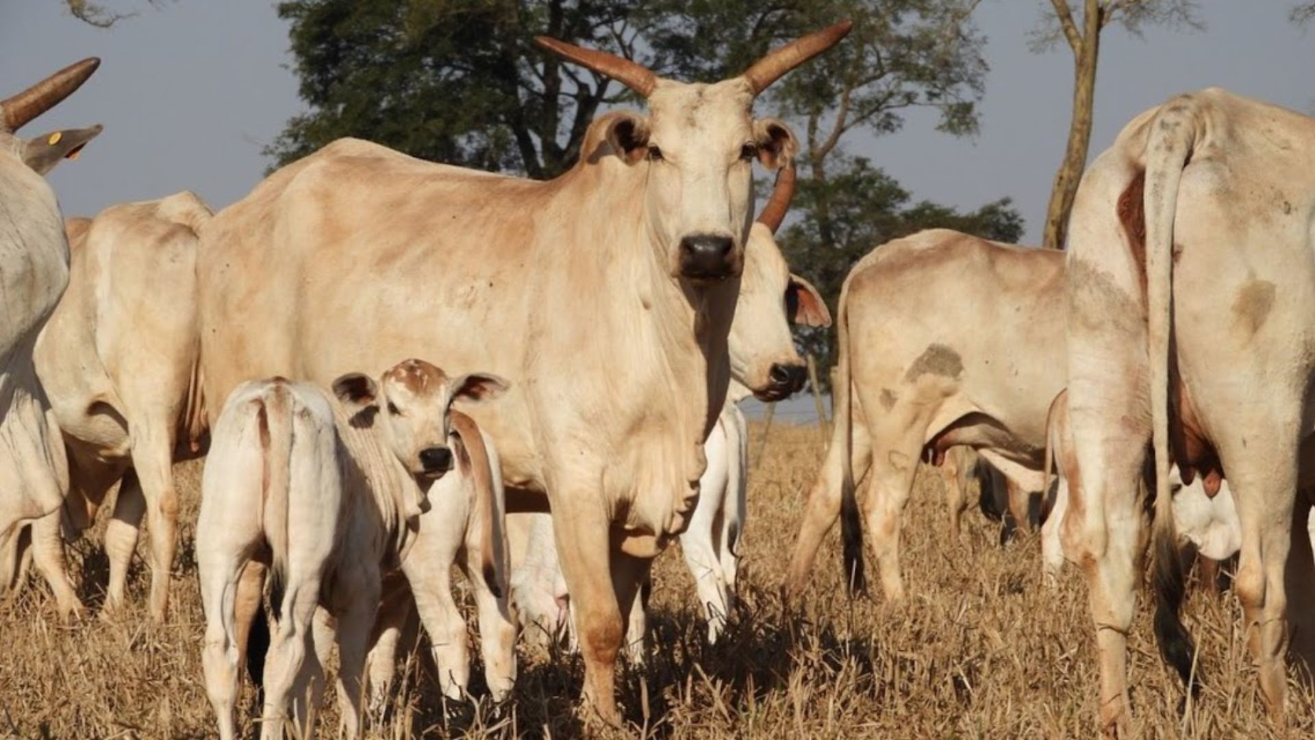 MBPS Apresenta Propostas de Pecuária Sustentável para a COP30 - Imagem do artigo original