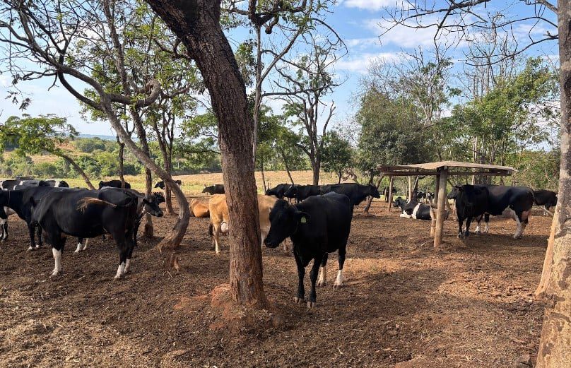 Parceira com Nestlé Eleva Leite em Fazenda de Goiás - Imagem do artigo original