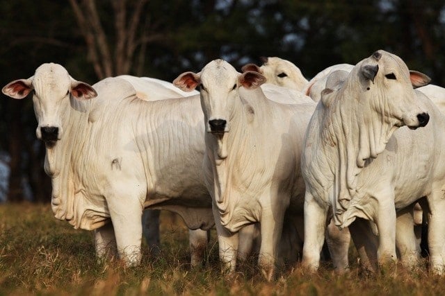 Arroba do Boi Gordo Inicia Semana com Cotações Estáveis
