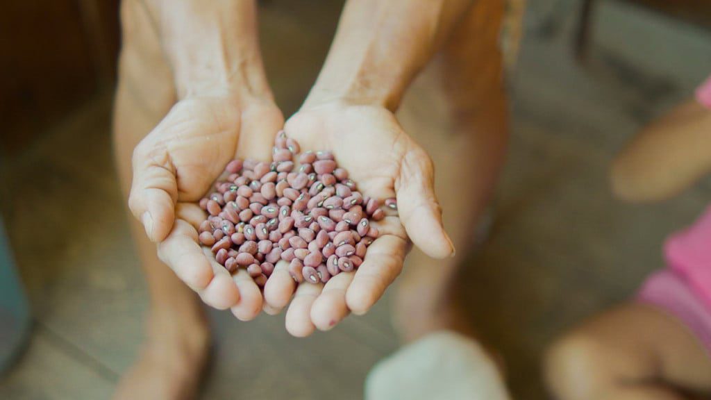 Feijões do Vale do Juruá Têm 27% de Proteína e Buscam Selo - Imagem do artigo original