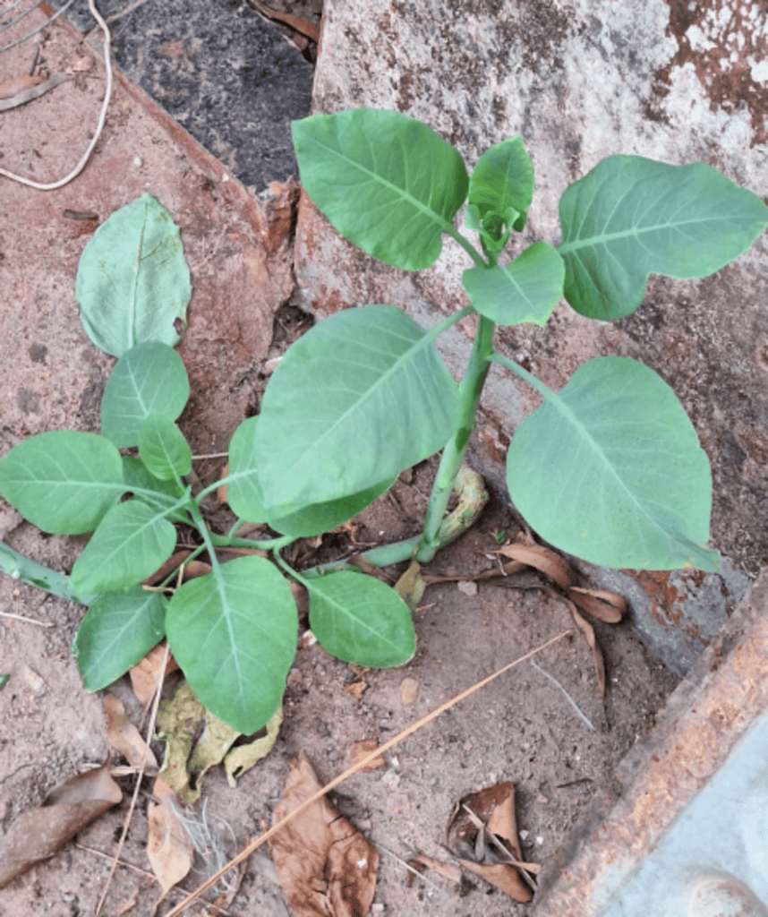 Mulher morre ao ingerir falsa couve em Patrocínio - Imagem do artigo original