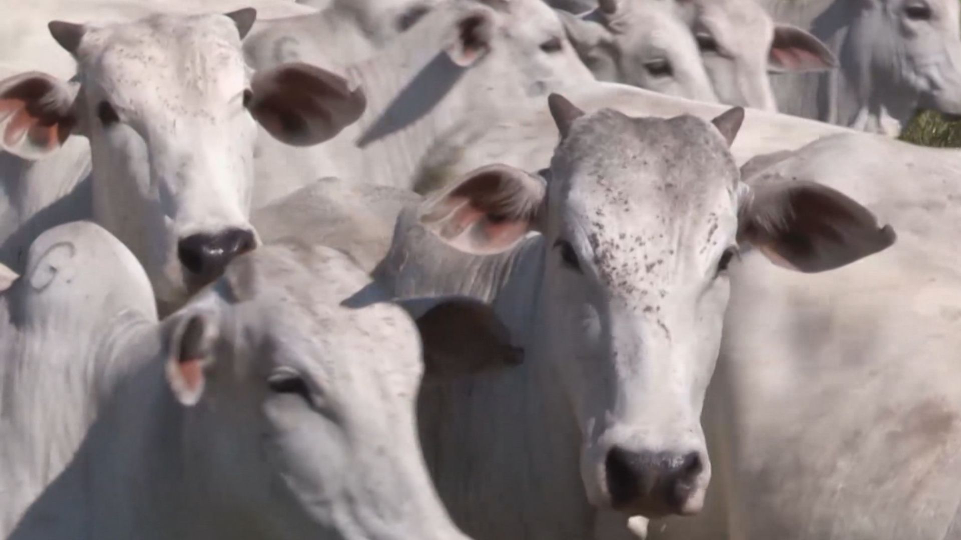 Ressincronização Indispensável Após Falha na IATF - Imagem do artigo original