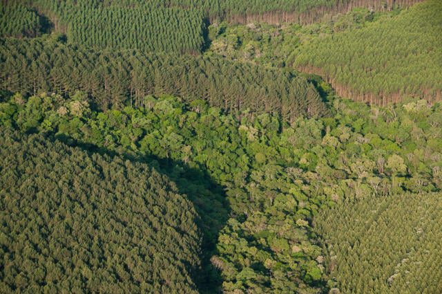 Sociedade Rural Quer Derrubar Vetos ao Licenciamento Ambiental - Imagem do artigo original