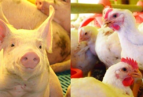 Competitividade Da Carne Suína Supera A Do Frango - Imagem do artigo original