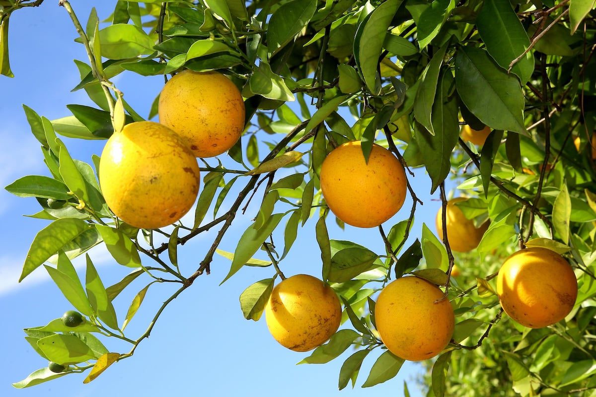 Produção de Laranja do AM Abastece Merenda Escolar - Imagem do artigo original