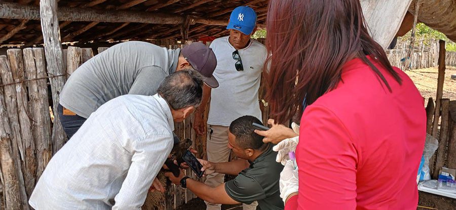 IA da Embrapa Auxilia no Controle de Verminose Ovina - Imagem do artigo original