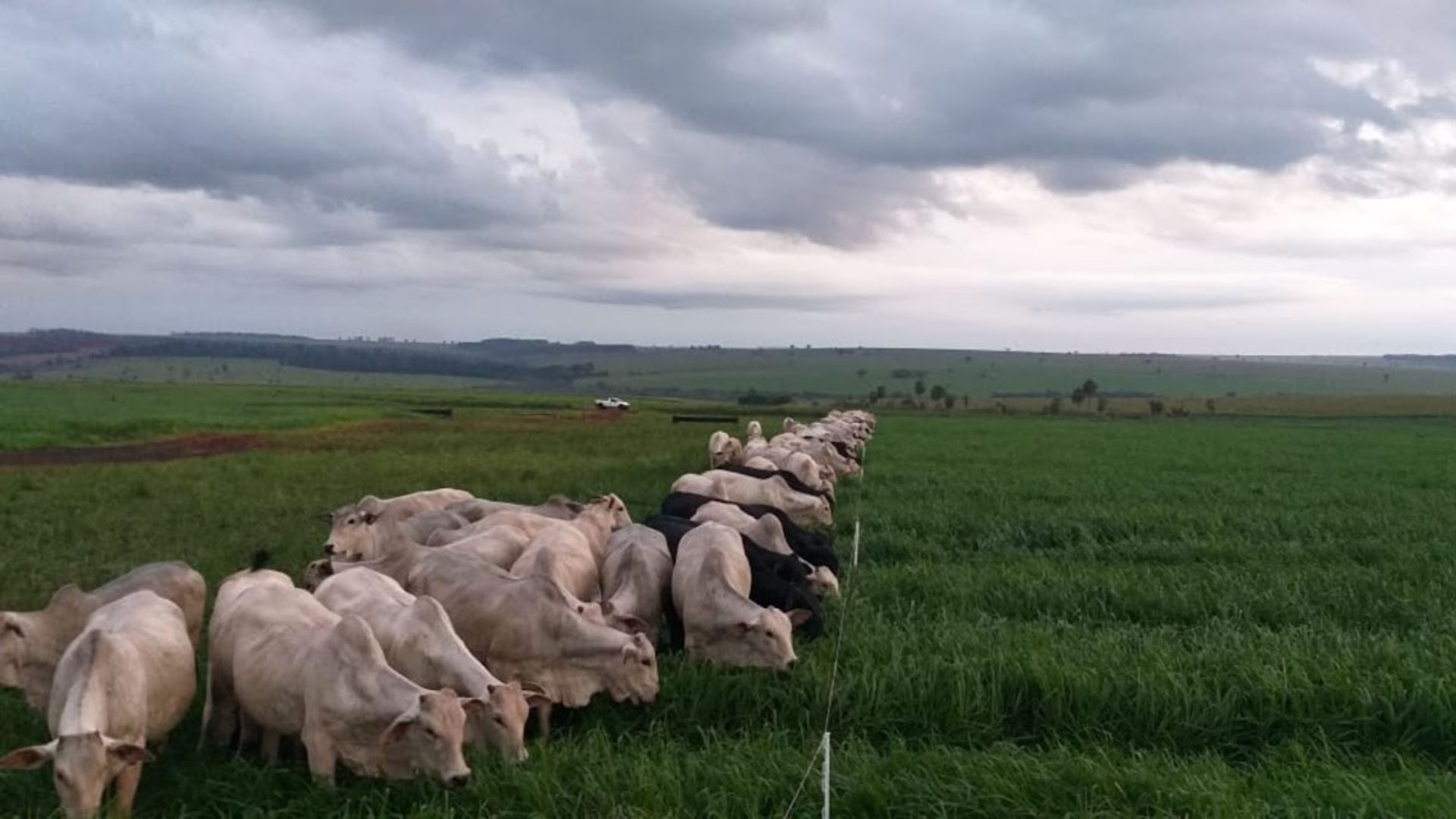 Cercas Planejadas Elevam Produtividade na Pecuária Leiteira - Imagem do artigo original