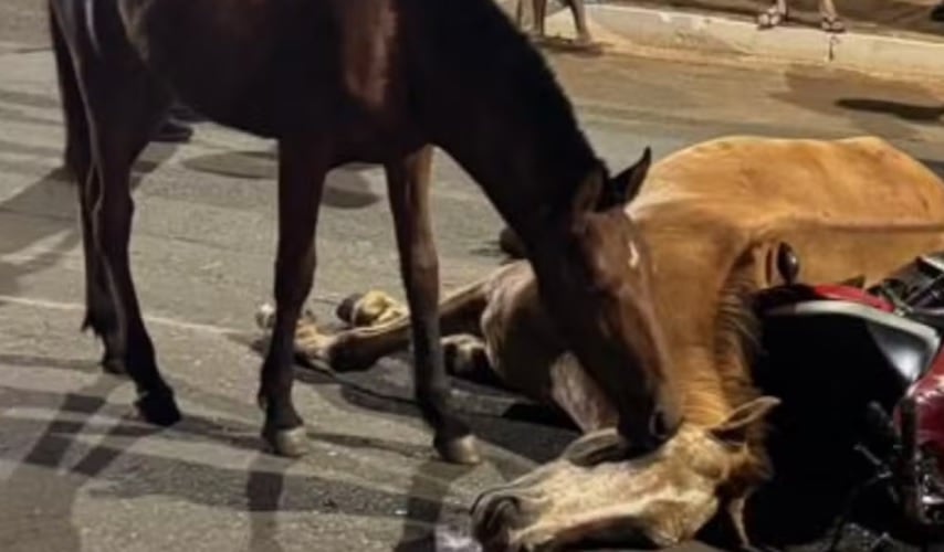 Potro Tenta Reanimar Égua Atropelada em Goiânia - Imagem do artigo original