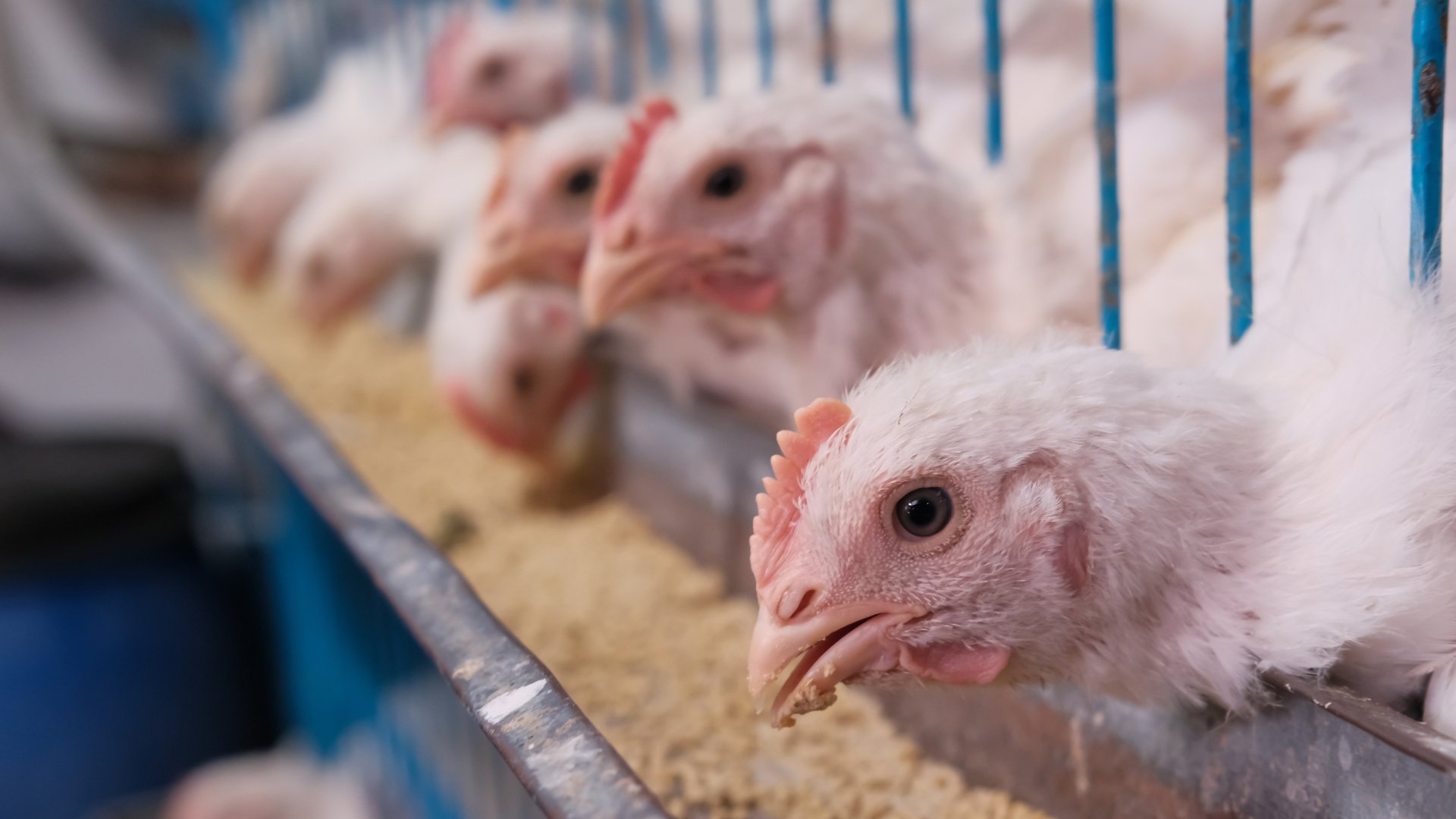 Saúde Intestinal Impulsiona Imunidade e Desempenho das Aves - Imagem do artigo original